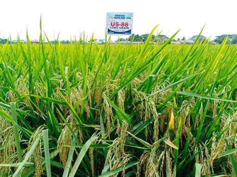 us 88 rice variety maturity|SeedWorks PH’s US 88 continues to prove its .